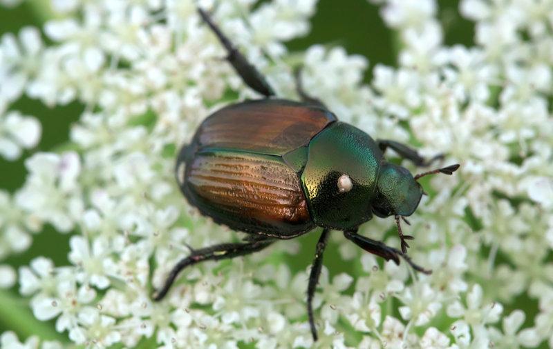 Japanese Beetle in Southern Maryland