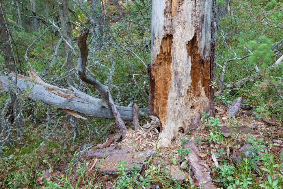 Rotten-dead-wood-tree-in-fores-980x653