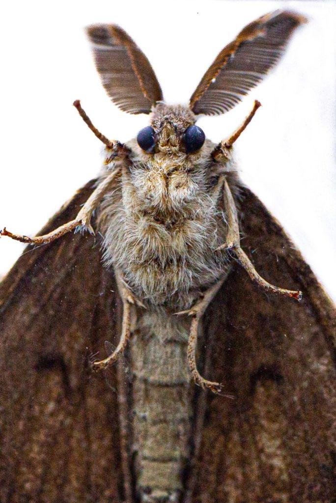 gypsy-moth-moth-insect-980x1468