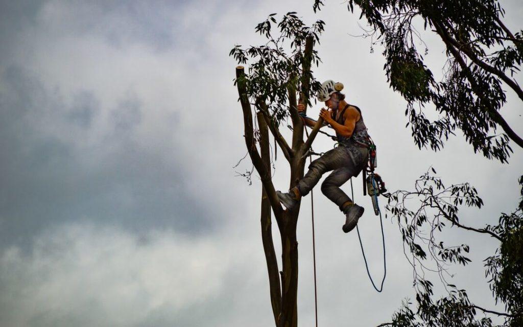 Man-working-in-tree-1080x675