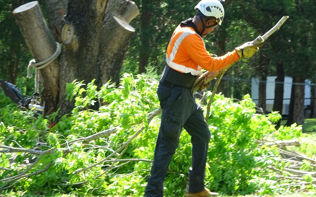 Which Is the Best Tree Removal Service Near Me? | 855TREEMAN