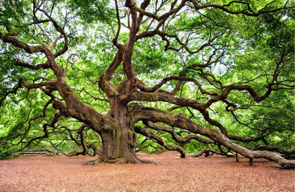 oak-tree-tree-huge-980x638