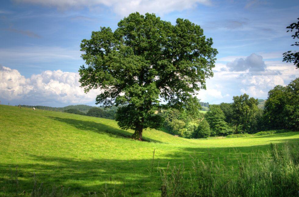 tree-oak-landscape-980x647