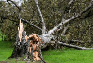tree-fallen-from-storm-1000x675