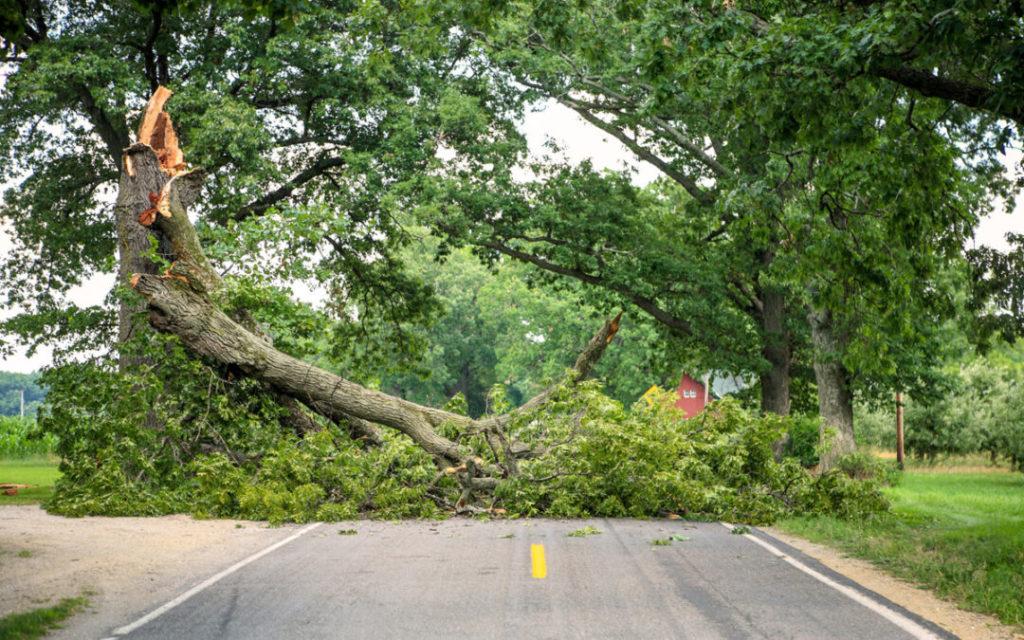 Tree fallen across a road