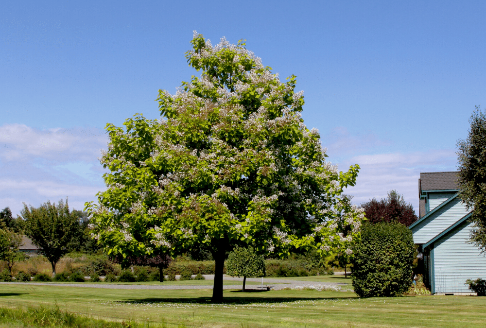 tree-in-front-yard-1000x675