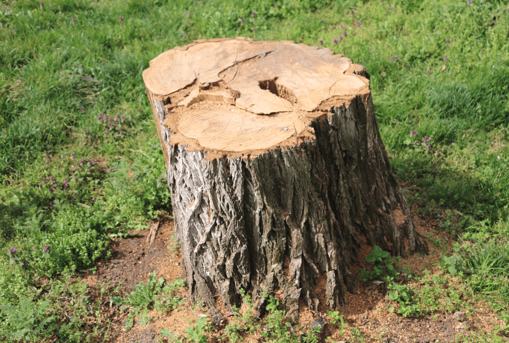 stump-removal-services-1000x675