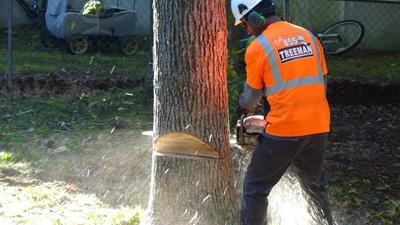 tree removal