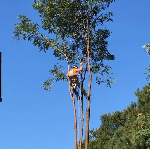 tree removal in southern maryland