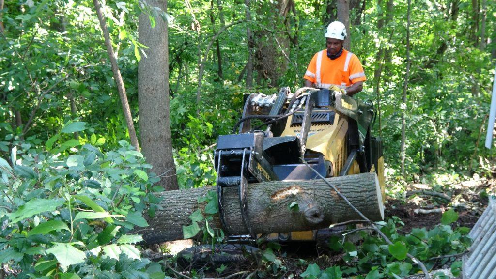 Tree Cutting Service Frisco