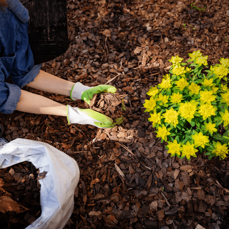 Organic Mulch