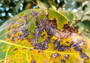 summer tree diseases