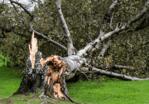 storm-damaged tree