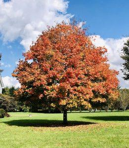 beautiful tree