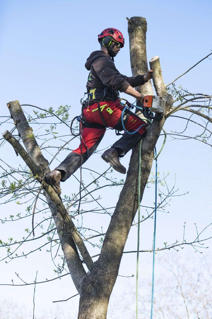 Tree Cutting Services