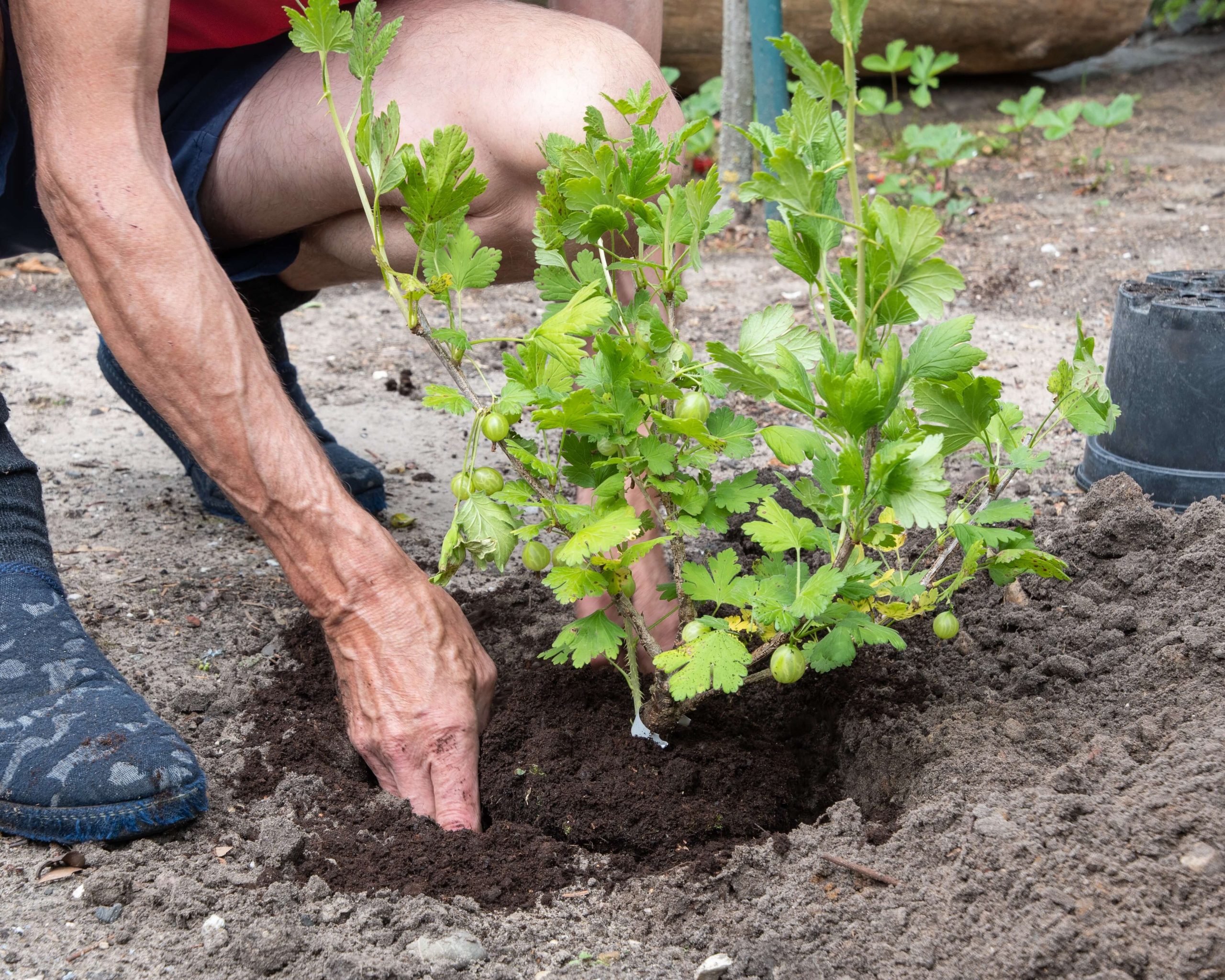 replanting tree after tree removal